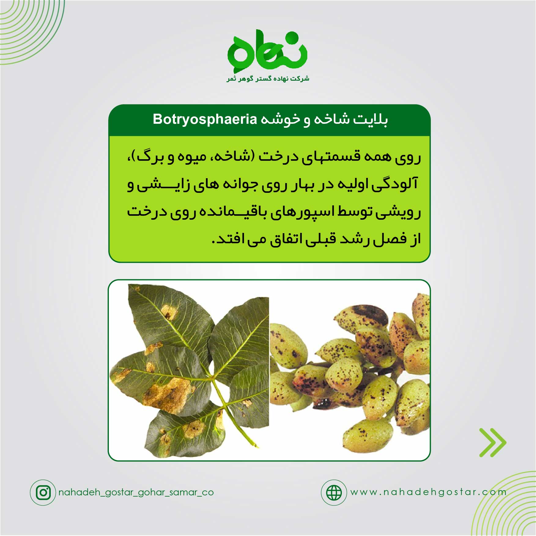 بلایت شاخه و خوشه